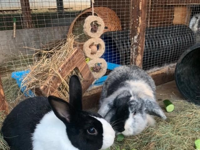 Buddy and Errol are older bonded best buddies seeking a wonderful home together, they are aged five and seven years.