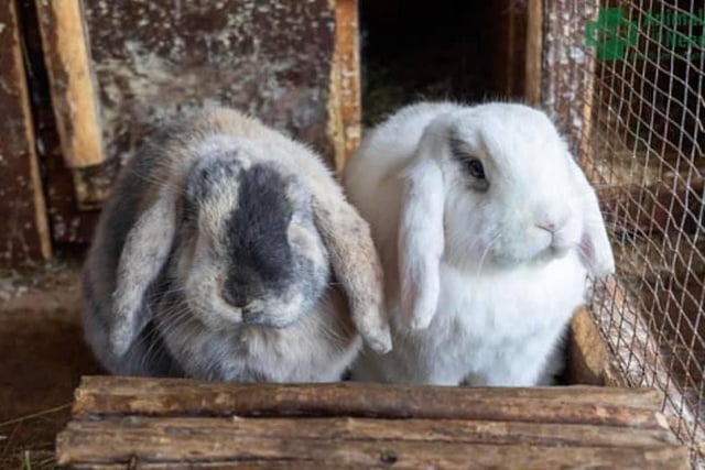 Sammy and Turbo are you g bonded best friends needing a large forever home together, with plenty of space to explore and safely free range.