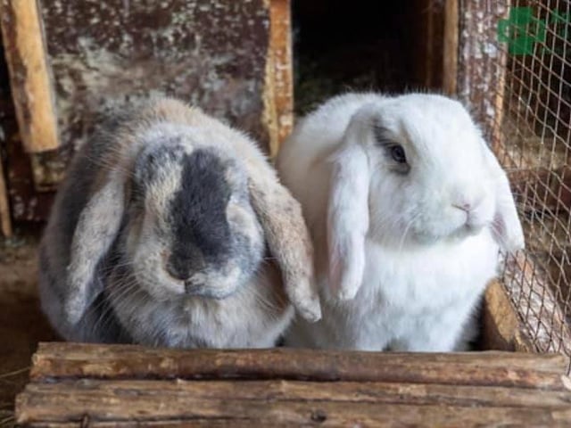Sammy and Turbo are you g bonded best friends needing a large forever home together, with plenty of space to explore and safely free range.