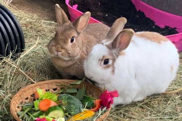 There are plenty of rabbits looking for forever homes this week.