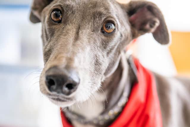 Greyhound Blake is a registered blood donor at Stanley House Vets in Barnoldswick.