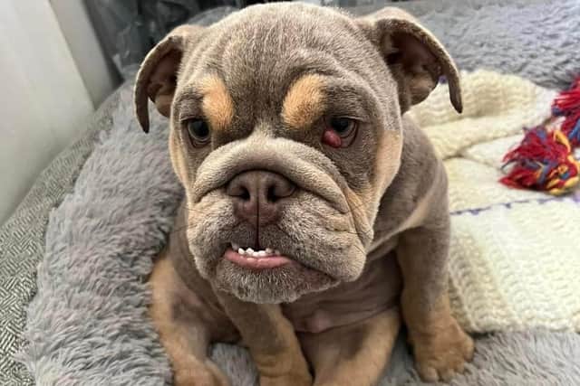 Bulldog puppy Lila now, three months after she arrived at Bleak Holt Animal Sanctuary with a raft of medical problems and health issues