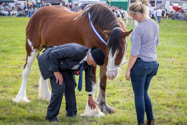 Shire Horse judging at Chipping Agricultural And Horticultural Show