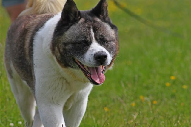 Breed: American Akita
Sex: Male
Age: 10 years 1 month