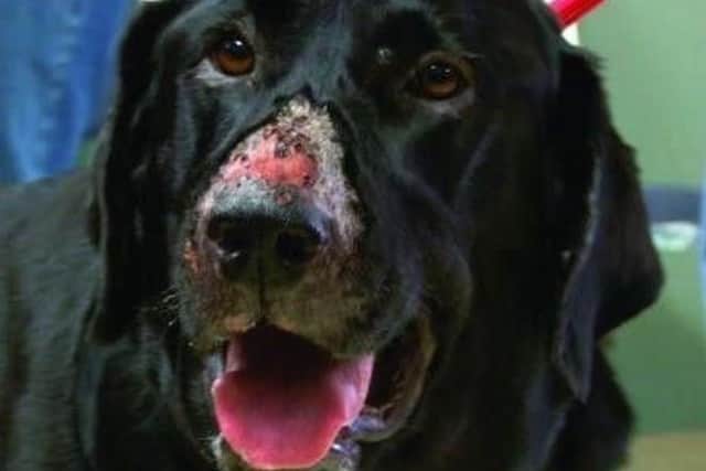 Unexplained redness, sores or swelling of the skin are often the first sign of Alabama Rot