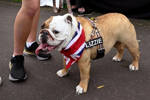 One English Bulldog was stolen in Pendle.
One French Bulldog was stolen in Burnley.
(Photo by WILLIAM WEST/AFP via Getty Images)