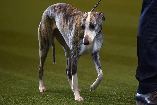 One Whippet was stolen in the Ribble Valley and one Whippet Mix was stolen in Burnley.
(Photo credit should read OLI SCARFF/AFP via Getty Images)