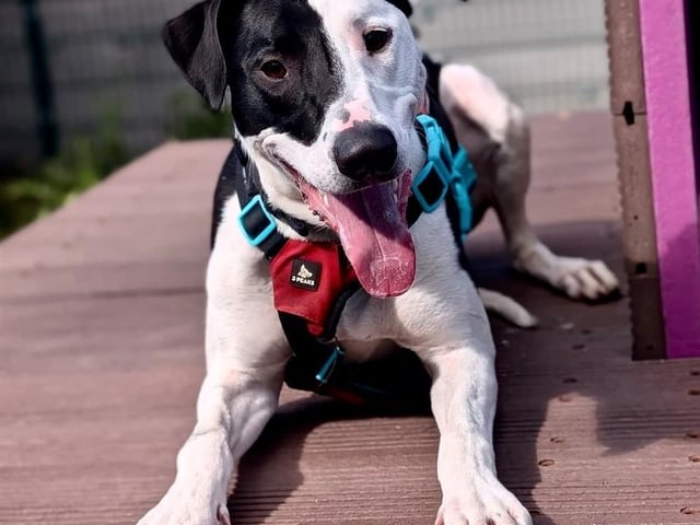 Breed: Lurcher Sex: Male Age: 0 year 11 months