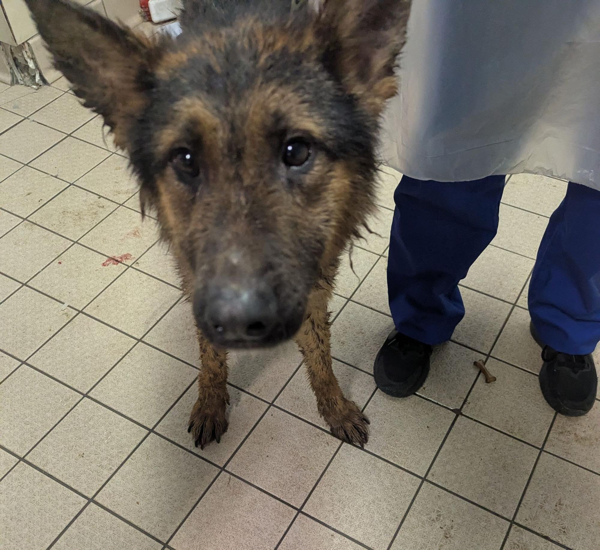 Nelson man banned from keeping animals after RSPCA found dogs in 'cesspit' ...