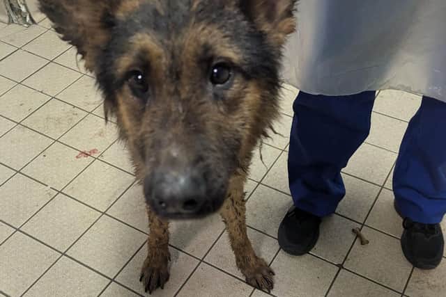 A man from Lancashire has been banned from keeping animals indefinitely after three German Shepherd dogs were found living in conditions an RSPCA officer likened to a “cesspit.”