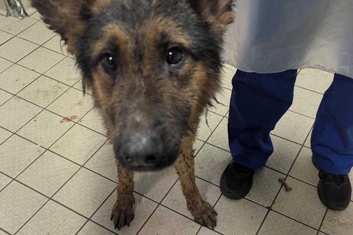 Nelson man banned from keeping animals after RSPCA found dogs in 'cesspit' ...