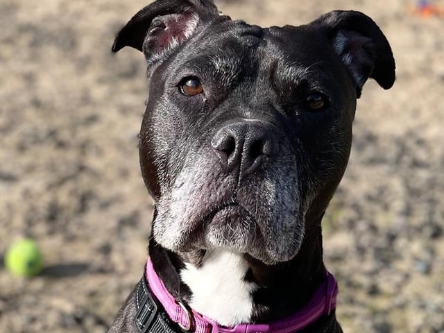 Breed: Terrier (Staffordshire Bull) Sex: Female Age: 6 years 0 month