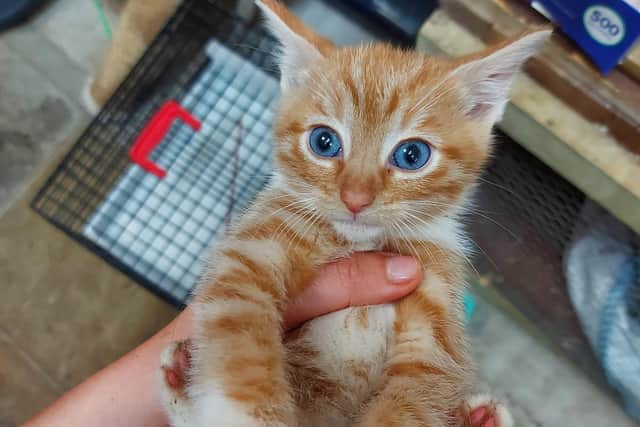 One of PAWS' kittens, Pumpkin, who was named by the charity's Instagram followers.