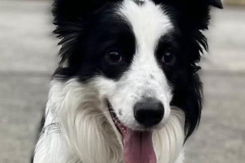 Breed: Collie (Border)
Sex: Male
Age: 3 years 4 months