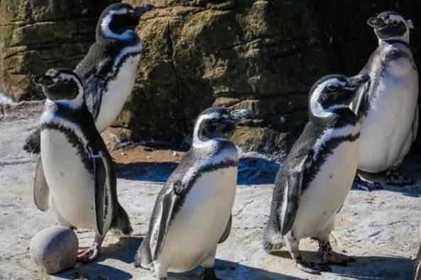 Visit the fabulous Blackpool Zoo. See the lions, see the sealions ... and everything else! Spending time amongst animals can help to boost your mood