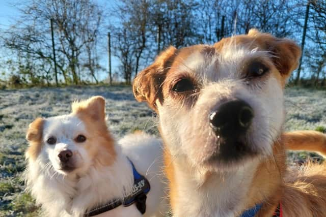 Jack Russell/Chihuahua and Pomeranian: 365-day wait to find forever home in  Burnley, Pendle or the Ribble Valley for inseparable dogs who hadn't been  outside for SIX YEARS