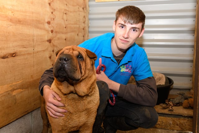 Kennel Assistant Callum Ingham with Cheri a Shar Pei at PAWS animal rescue in Todmorden. Photo: Kelvin Stuttard