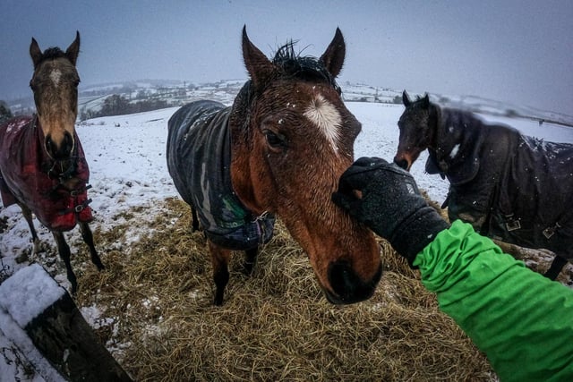 Horses all wrapped up to prevent them from the freezing temperatures.