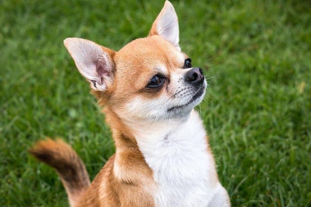 Chihuahuas have been sold on for around £1,009.