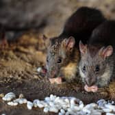 Rats eating grains of puffed rice. Photo credit: Sanjay Kanojia/AFP via Getty Images