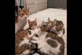 The female cat rescued by Bethany and Adam Mulcahy-Stephenson, and her litter of kittens.