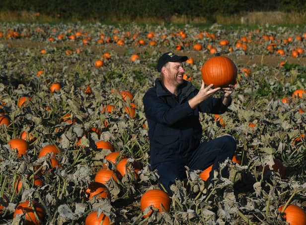 If you’ve planted your own pumpkins in time for the spooky season then now is the time to harvest them