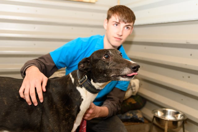 Kennel Assistant Callum Ingham with Sooty, a Lurcher at PAWS animal rescue in Todmorden. Photo: Kelvin Stuttard