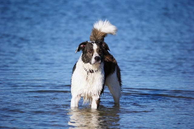 One Collie Cross was stolen in Burnley.
(Photo by Bruce Bennett/Getty Images)
