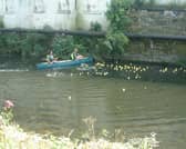 And they're off! The ducks are launched into the River Calder at the start of the race