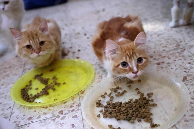 Quaker Animal Rescue & Rehabilitation in Holden Road, Brierfield, offers free pet food, cat litter and flea/worm treatments.
For support, or to make a donation, please contact quakeranimalrescue@gmail.com or 07767139161.
(Photo by SAID KHATIB/AFP via Getty Images)