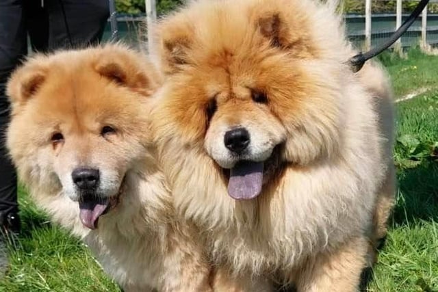 Breed: Chow ChowSex: FemaleAge: 4 years 0 month