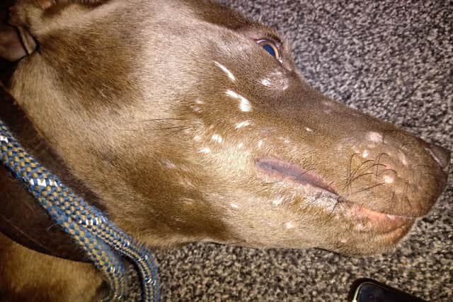 Toby had 31 individual scarred puncture wounds around his jaw.