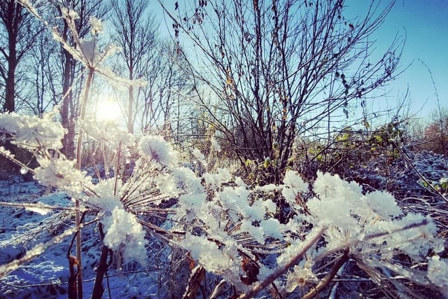 The sun glistens from the ice on these frozen plants in Towneley Park.