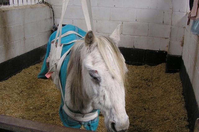 Dancer, a rescued equine in slings at HAPPA at Shores Hey Farm in Burnley in 2006.