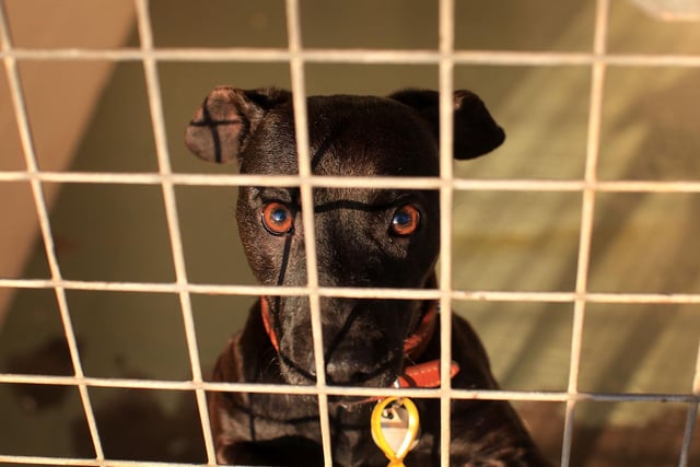 One Patterdale was stolen from Burnley.
(Photo by Christopher Furlong/Getty Images)