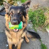 One year old German Shepherd dog Yoda is safely back home with his family in Padiham after he snook out of the house and was eventually spotted on the central reservation of the M65 motorway