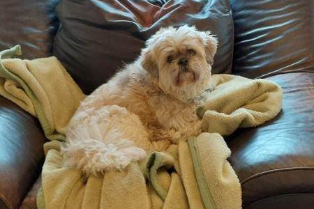 Breed: Shih Tzu
Sex: Male
Age: 8 years 2 months