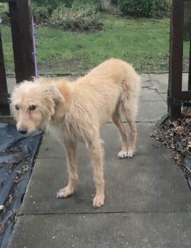 Jack Hindle (23) of Avon Court pleaded guilty to two animal welfare offences and two Badger Act offences, following an investigation and prosecution by the RSPCA