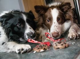 Millie and Ruby's dog bakery will be among 90 artisan food producers at the much looked forward to Clitheroe Food Festival