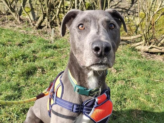 Breed: Bull Lurcher Crossbreed Sex: Male Age: 6 years 6 months