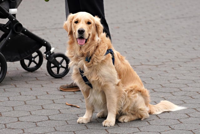One Golden Retriever was stolen in Burnley.
(Photo by Cindy Ord/Getty Images)