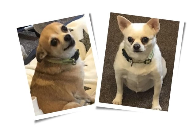 About Fifi and Chloe...A fosterer is needed, or a fosterer with a view to adopt, for Fifi and Chloe, two nine-year-old chihuahua girls.
Fifi was rehomed by the charity at 11-months-old and has been in the same home since, but sadly their mum is now not well enough to care for them.
They are said to be lovely girls, although Fifi can be a bit vocal (typical chi!)