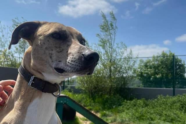 Named Bowie due to his different coloured eyes, this young lurcher was found tied to the gate at the Bleakholt Animal Sanctuary