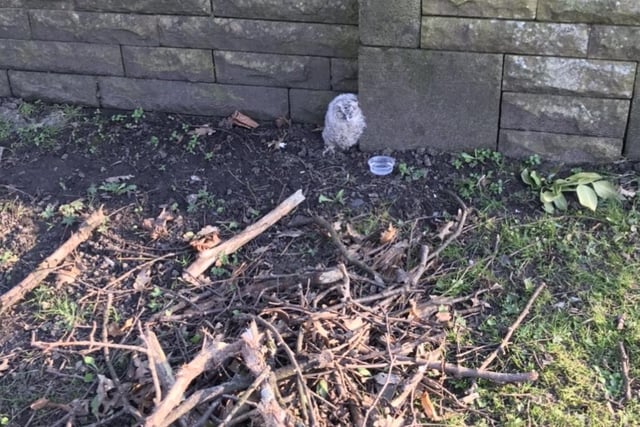Animal rescue officer Helen Chapman was called out to two owlets who’d been spotted in Rochdale, Lancashire, just minutes apart. An experienced RSPCA rescuer could hear mum in a tree calling for them nearby so she kept them warm and safe in a cardboard box before placing them at the base of their tree where they managed to climb back up to their mum.
Healthy owlets have fluffy brown feathers and pink eyelids. They go through a ‘branching’ phase where they leave their best but can’t fly. Adults use calls to locate them and feed them on the ground.
Owlets can climb vertically back up trees into their nests so you should leave them where they are unless they’re in immediate danger, in which case please call the RSPCA for further advice.