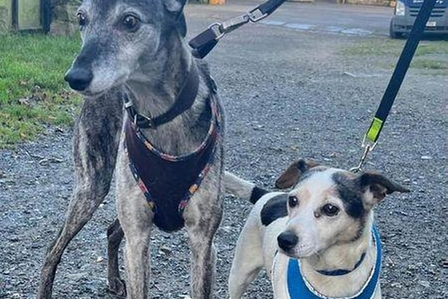 About Tanzie and Thomas...This lovely pair of older gentlemen are Tanzie the Lurcher and Thomas the Jack Russell Terrier. They are 12-years-old and 13-years-old. They are both very friendly and affectionate with people and OK with other dogs. The staff at Bleakholt feel they would be suited to a home with older children or that is adult-only and pet-free due to their age.