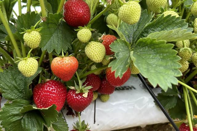 Strawberries were the most-affected food tested.