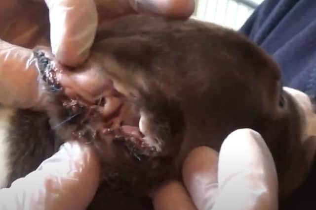 The Lancashire puppy found with stiches still in its ears.