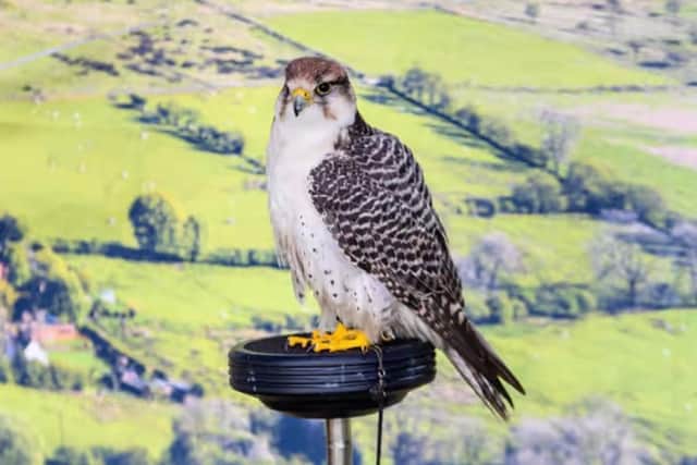A bird of prey at last year's Royal Lancashire Show