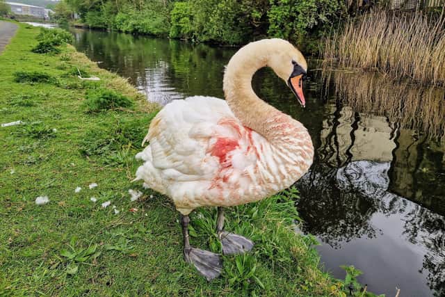 The injured swan on the Leeds and Liverpool Canal in Burnley
