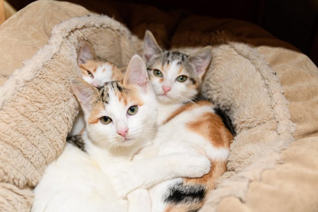 Lottie, Beatrice and Diana at PAWS animal rescue in Todmorden. Photo: Kelvin Stuttard